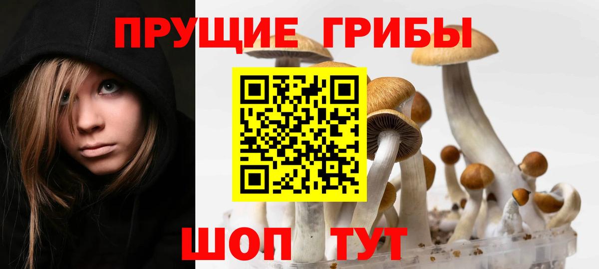 Галлюциногенные грибы Psilocybine cubensis Можайск